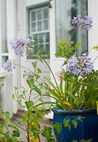 Agapanthus in pot by conservatory, late summer