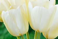 Tulipa 'Snowstar' - Tulip Triumph Group, May