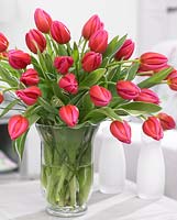 Tulipa 'Aphrodite' in glass vase 