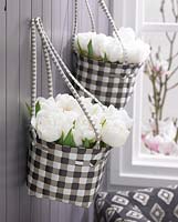 Tulipa 'White Heart' in suspended fabric containers 