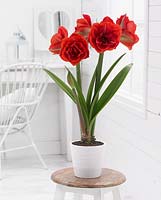 Hippeastrum 'Diva' in white pot on table