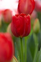 Tulipa 'Canadian Liberator'