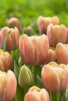 Tulipa 'La Belle Epoque'