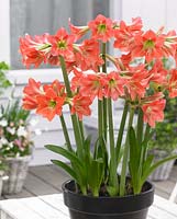 Hippeastrum in container on patio table 