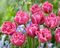 Tulipa 'Double Arosa'