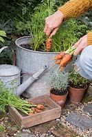 Harvesting Carrot 'Royal Chantenay'