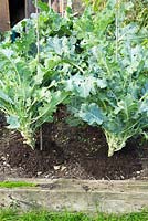 Compost mulch added to assist growth of Broccoli 'Early Purple Sprouting'