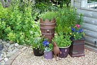 Graveled area by summerhouse and herbaceous border with arrangement of containers and old chimney pots planted with Lilium Alchemilla mollis Geranium Lavandula Aquilegia Lobelia and Origanum