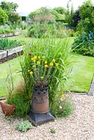 Graveled area with Miscanthus Scabious and chimney pot with Erysimum in cottage garden