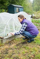 Placing a protective netting over crops in an allotment plot.