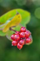 Lonicera periclymenum  - Honeysuckle berries