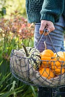 Woman carrying wire basket of mixed gourds 'Jack be Little'