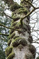 Quercus robur - Oak tree with cankers on trunk