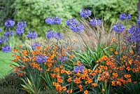 Agapanthus Loch Hope, Love Flower, lily of  the nile and Crocosmia Walberton Bright Eyes, Montbretia. 