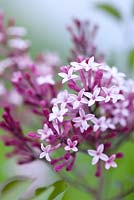 Syringa Red Pixie, Lilac. Shrub, April. Close up portrait of pink flowers.