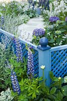 Blue painted trellis. Planting includes lupinus, dahlias, hydrangea and perovskia. 
