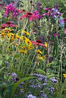 Prairie planting includes Echinacea purpurea, Phlox paniculata 'Aida', Coreopsis and Amsonia, Jan Spruyt Nursery.