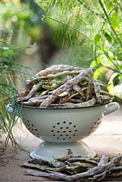 Phaseolus vulgaris 'Merveille de piemonte' - Harvested French beans in colander 