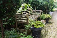 Paved path with teak bench amongst Thujas and Heuchera hybrid 'Key Lime Pie', Buxus in flowerpot