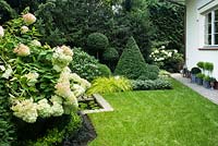 Clipped evergreen Taxus and Buxus topiary with Hydrangea paniculata 'Limelight',  Ilex crenata 'Golden Gem', Ophipogon planiscapus 'NIgrescens' in front and Carex oshimensis 'Everillo', Pachysandra terminalis in back.