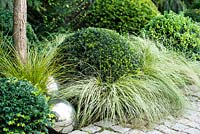 Clipped evergreen  Buxus topiary amongst Carex 'Frosted Curls'  with silver ball beside granite stone path. 