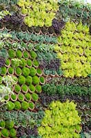 Living Sedum wall in hexagon shapes - RHS Chelsea Flower Show 2013  