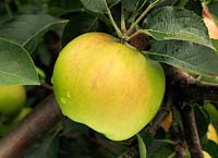 Apple 'Bramley's Seedling', syn. 'Bramley' 5