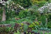 Kitchen garden with stone wall, Sedum, Rosa 'Albertine', Rosa 'Paul's Himalayan Musk' and Lonicera periclymenum 'Belgica'