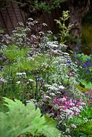 Sentebale forget me not garden - plant combination, Anthriscus 'ravens wing' Rheum  willow and papyrus 