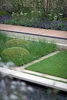 The Brewin Dolphin Garden - Pebble shaped buxus - Box topiary set into sunken beds with grass of various lengths, with Ajuga reptans 'bugle' native wildflower adding a splash of dark blue in the background