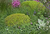 Topiary Box - Buxus domes interplanted with Geranium, Aquilegia, Campanula, and grasses.  Brewin Dolphin Garden, RHS Chelsea Flower Show