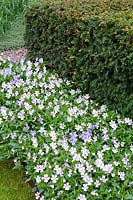 Clipped Yew hedge underplanted with Viola cornuta 'Victoria's Blush' and Viola cornuta 'Gypsy Moth'