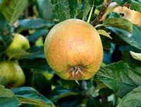 Malus - Apple 'D'Arcy Spice'