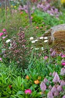 Trailfinders Australian Garden, Chelsea Flower Show 2013. Plant association with Leptospermum scoparium 'Red Damask' and Bracteantha bracteata