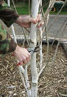 Pruning off a dead lateral branch from a silver birch tree that has rotted to prevent decay spreading into the main trunk