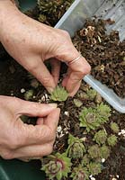Pulling away unsightly decaying leaves from around the base of houseleeks, Sempervivum before repotting them 