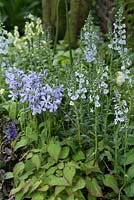 Phlox divaricata 'Clouds of Perfume' and Epimedium x rubrum, Veronica in the Get Well Soon Garden, 
