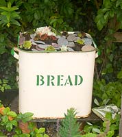 Vintage enamel bread bin planted with houseleeks
