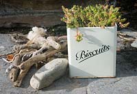Sedum planted in biscuit tin with driftwood