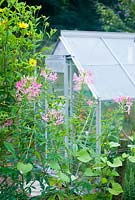 Greenhouse with pink cleome and sunflower