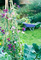 Garden view with sweet peas and purple wheelbarrow in distance