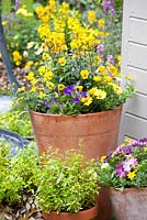 Erysimum Walbertons Sunshine, Viola cornuta and Petunia in containers. Chelsea Flower Show 2013;
