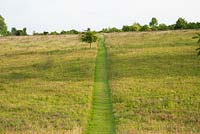 Mown path leads through the meadow up to the walnut plantation. 