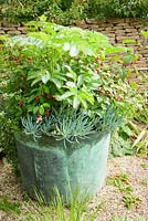 Small gravel garden with metal container planted with Melianthus major, fuchsia, salvia and grey blue succulents. 