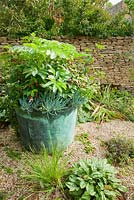Small gravel garden with metal container planted with Melianthus major, fuchsia, salvia and grey blue succulents