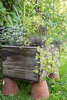 Box of herbs placed on top of Terracotta pots, sat within a garden. Oregano 'Greek', Marjoram 'Compact', Sage 'Tricolor', Lemon Grass, Indian Mint, Chive and Hyssop