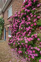 Rosa 'Zephirine Drouhin' trained on the wall of a period house.