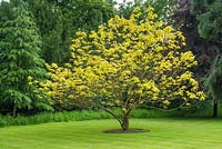 Catalpa bignoniodes 'Aurea' - Golden Indian Bean Tree