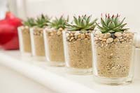 Row of succulents in glass containers on mantelpiece 
