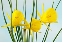 Narcissus bulbocodium Golden Bells Group, Division 10 